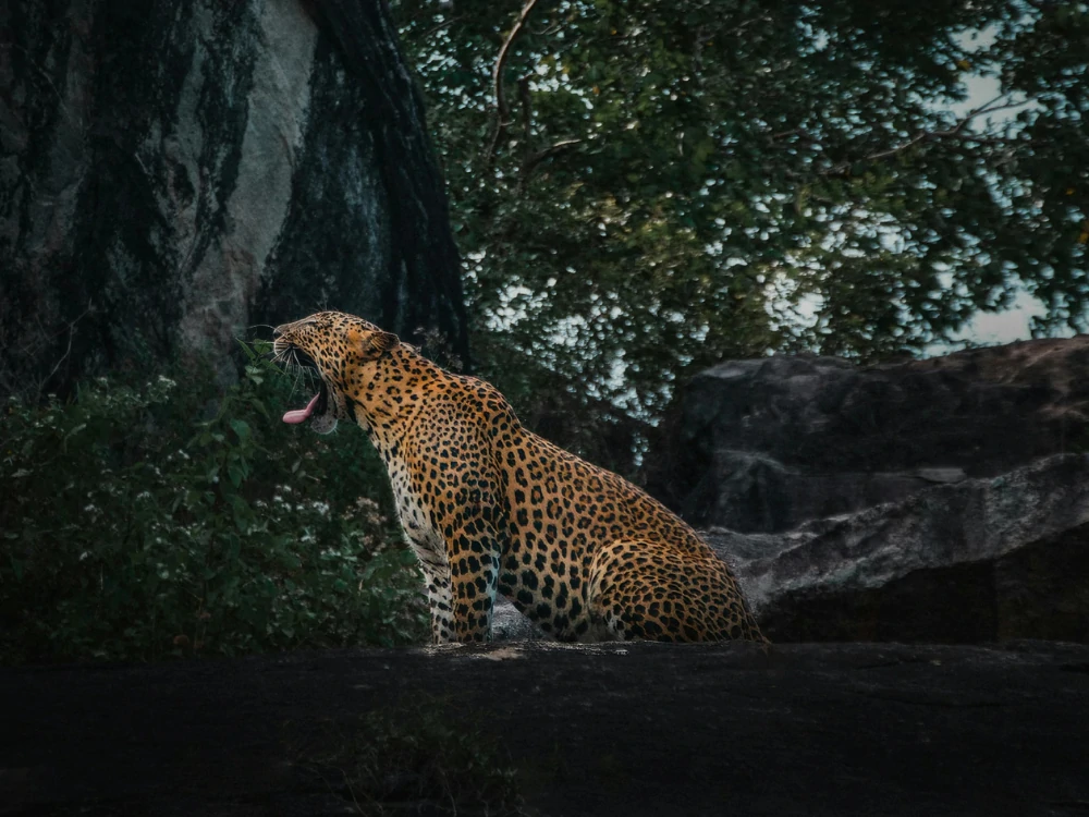 Wildlife Adventures in Sri Lanka: Where Nature Comes Alive